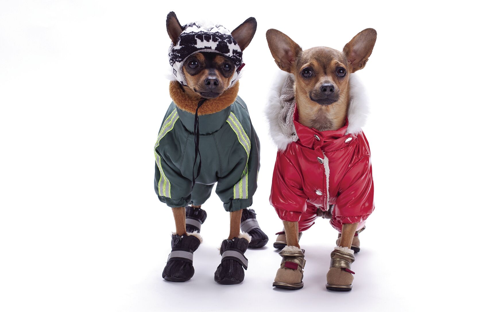 Tiny chihuahua and terrier toys in winter costumes.